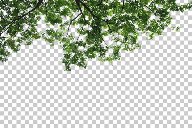 Tropische Baumblätter und Zweigvordergrund