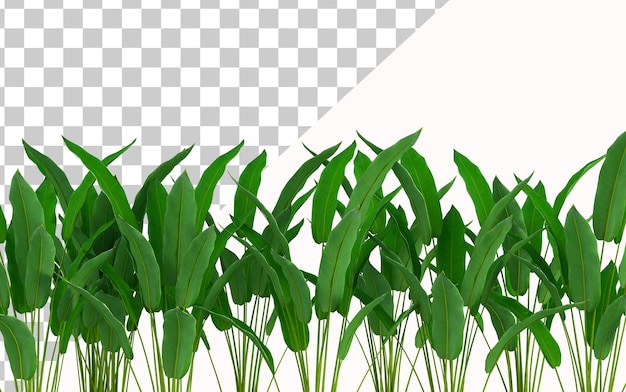 Tropische Blätter png transparenter Hintergrund