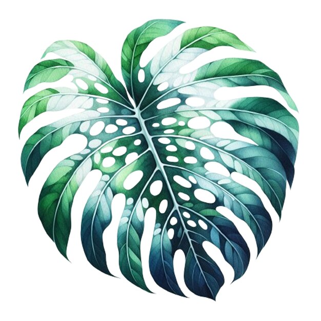 Tropische monstera-blätter (psd)