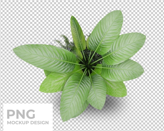 tropische palmblätter isoliertes modelldesign