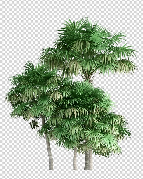 Tropische Palme in 3D-Rendering