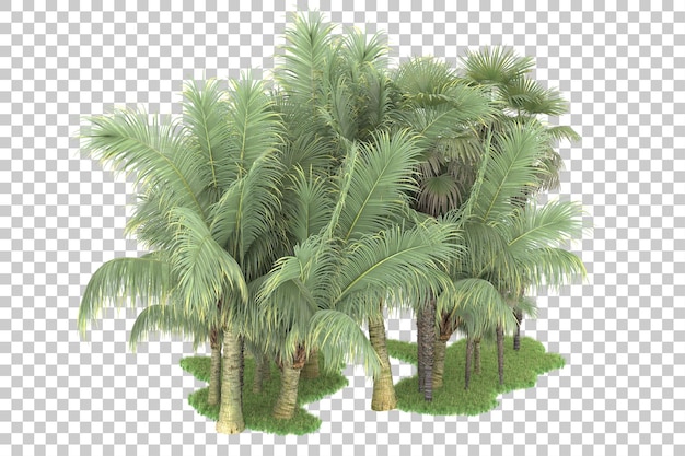 Tropischer Wald isoliert auf durchsichtigem Hintergrund 3D-Rendering-Illustration