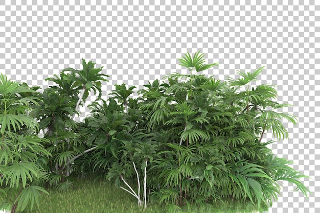 Tropischer Wald isoliert auf transparentem Hintergrund 3D-Darstellung