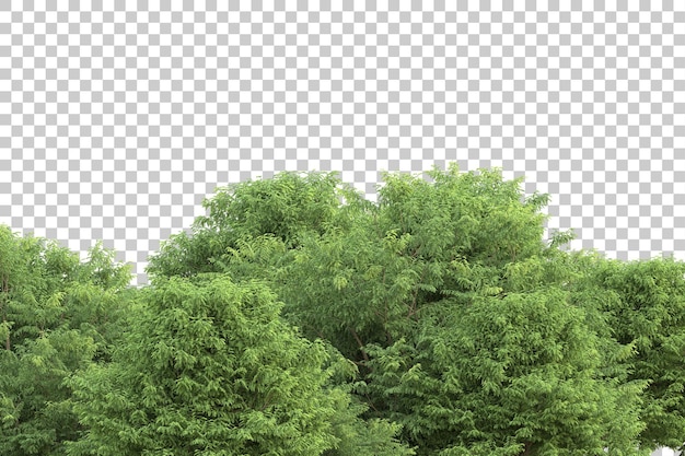 Tropischer Wald isoliert auf transparentem Hintergrund 3D-Darstellung