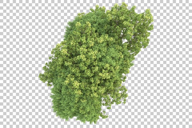 Tropischer Wald isoliert auf transparentem Hintergrund 3D-Darstellung