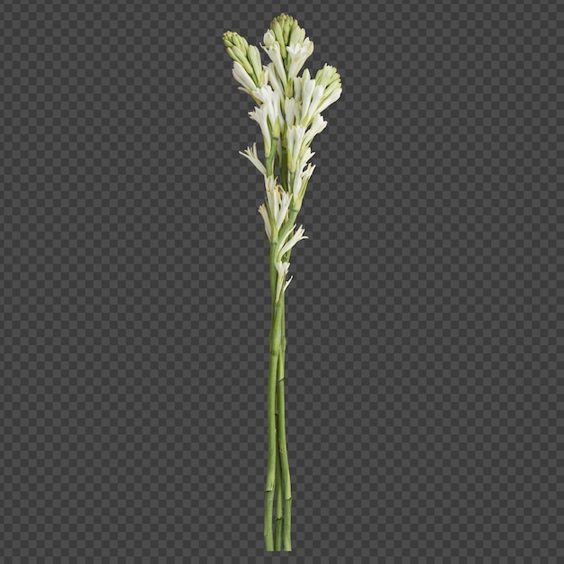 Tuberose-Blütenstängel isoliertes Rendering