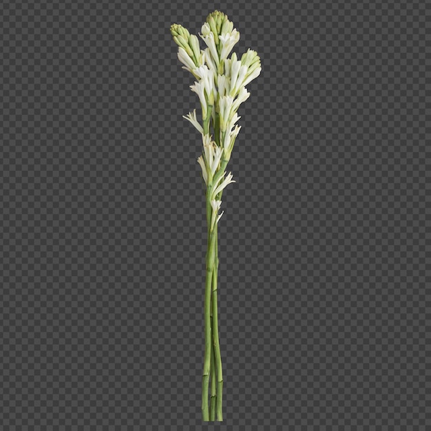 PSD tuberose-blütenstängel isoliertes rendering