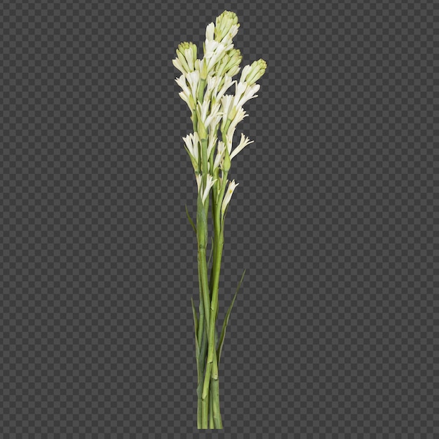 Tuberose-Blütenstängel isoliertes Rendering