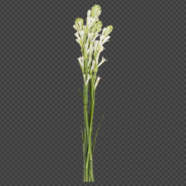 Tuberose-blütenstängel isoliertes rendering