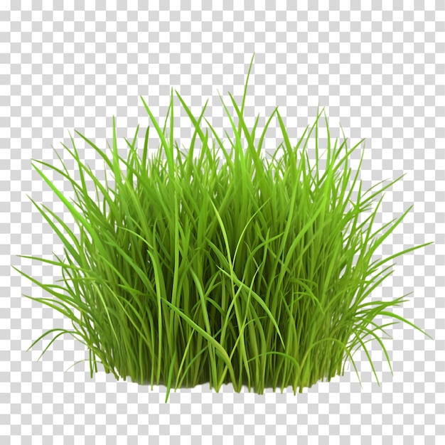 Tufo de grama verde