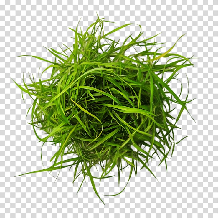 PSD el tufte de hierba verde