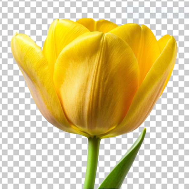 tulipa amarela em fundo transparente
