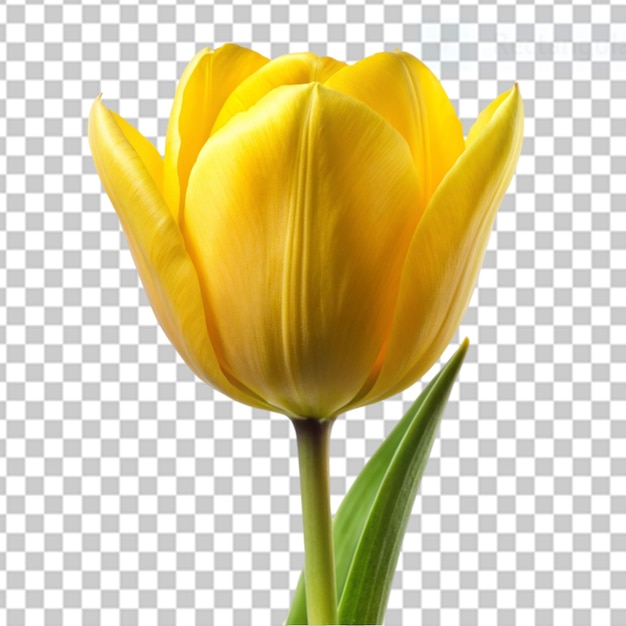 tulipa amarela em fundo transparente