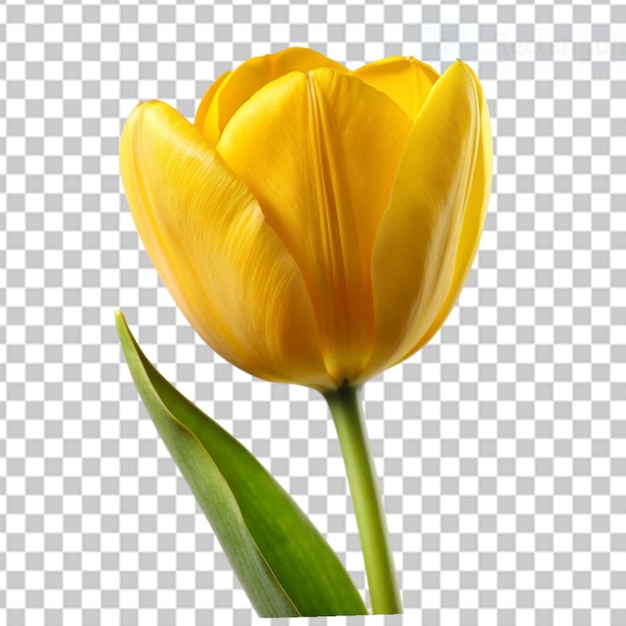 tulipa amarela em fundo transparente