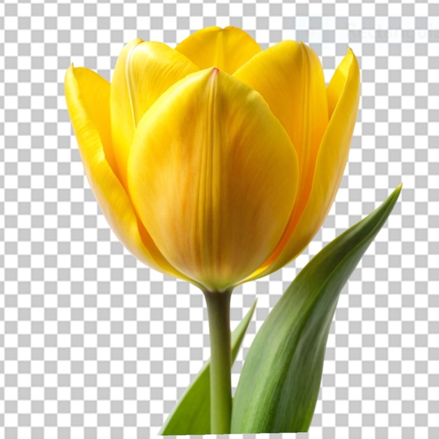 tulipa amarela em fundo transparente