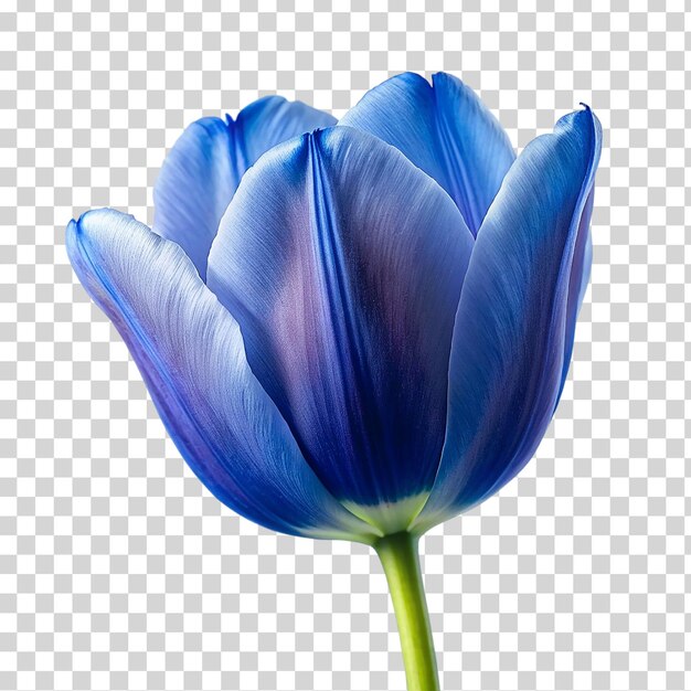 Tulipa azul em fundo transparente