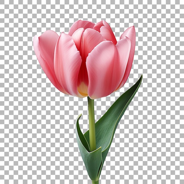 PSD tulipa em fundo transparente