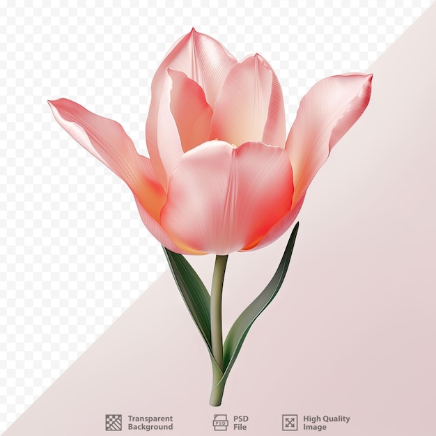 PSD tulipa isolada em fundo transparente com caminho