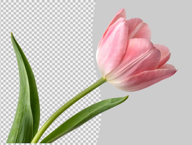 Tulipa rosa suave com folhas verdes isoladas em fundo transparente