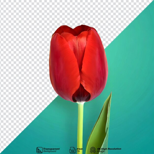 Tulipa vermelha em close isolada em fundo transparente