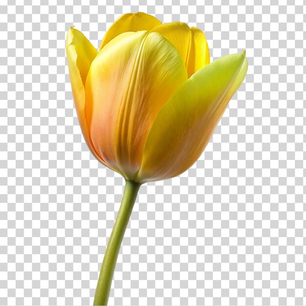 PSD un tulipán amarillo aislado en un fondo transparente