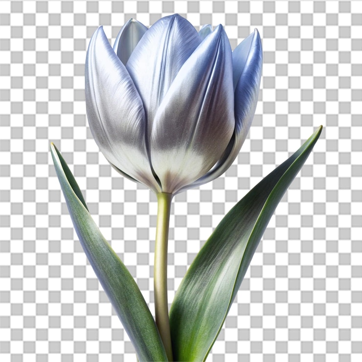 PSD tulipán plateado aislado sobre un fondo transparente