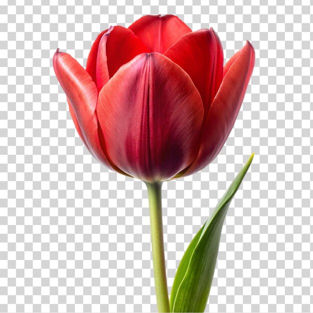 Un tulipán rojo aislado en un fondo transparente