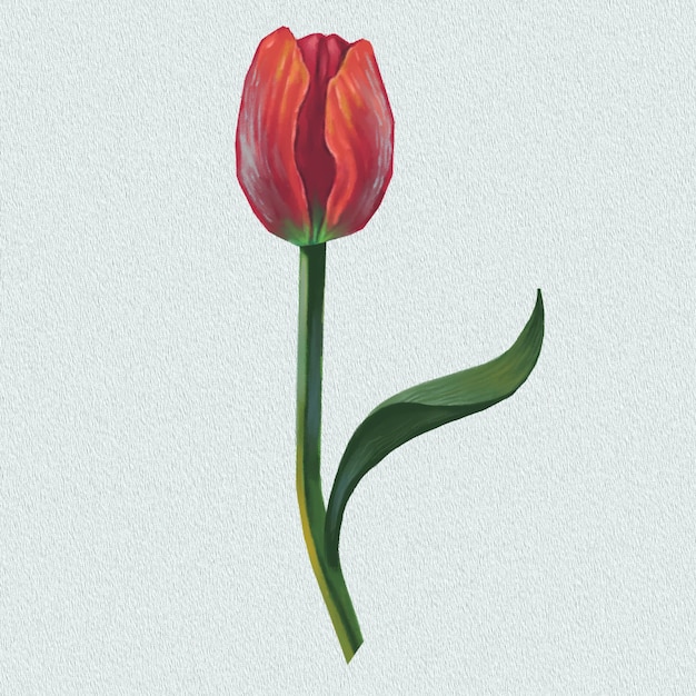 PSD el tulipán rojo.
