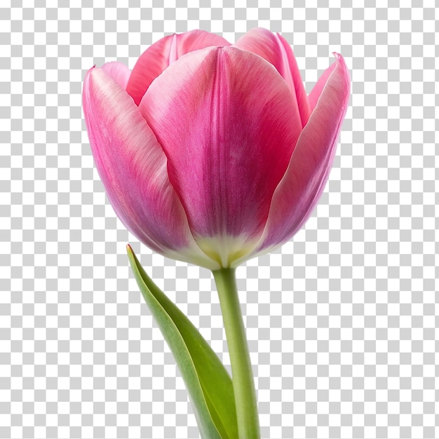 PSD un tulipán rosado en un fondo transparente