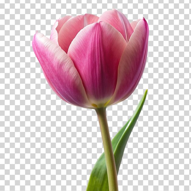 PSD un tulipán rosado en un fondo transparente