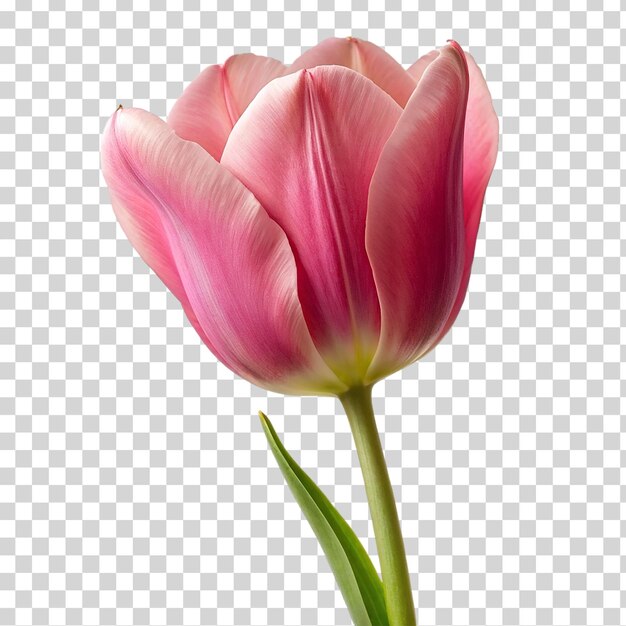 PSD un tulipán rosado en un fondo transparente