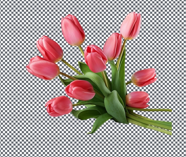Tulipanes frescos aislados sobre un fondo transparente