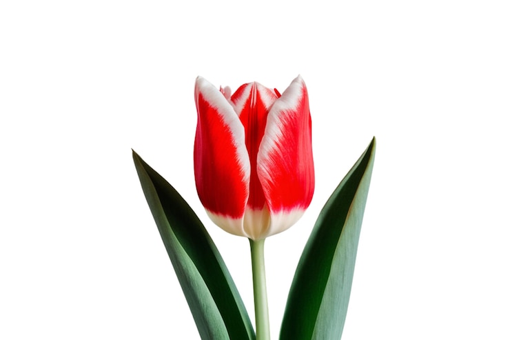 PSD tulipanes rojos con hojas verdes