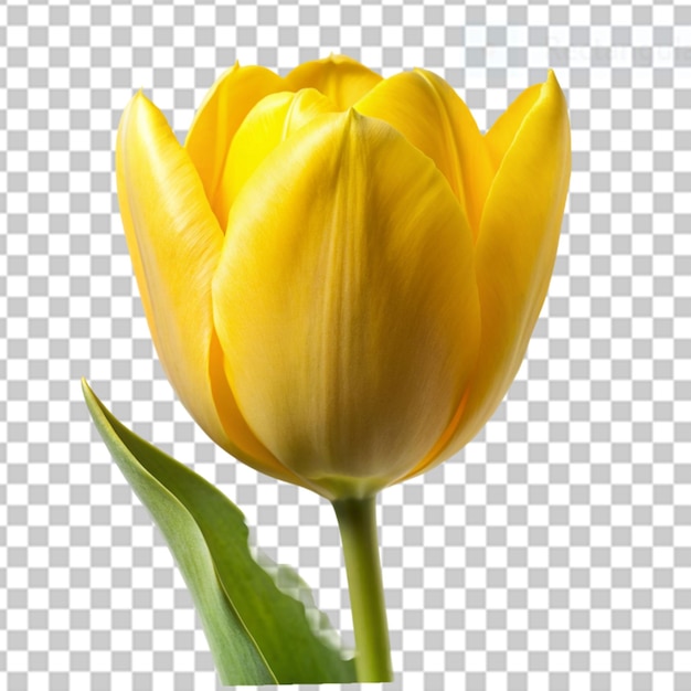 tulipano giallo su sfondo trasparente