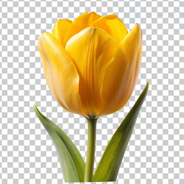tulipano giallo su sfondo trasparente