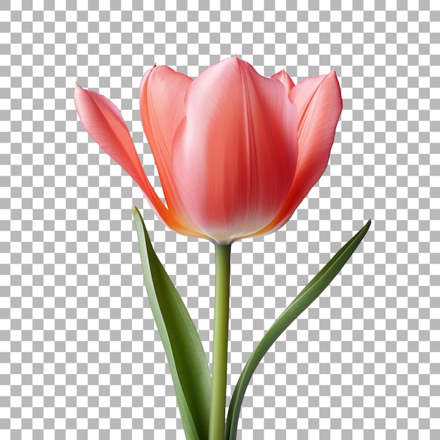 Tulipano su sfondo trasparente
