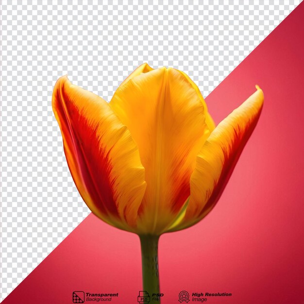 PSD tulipas lindas e vibrantes isoladas