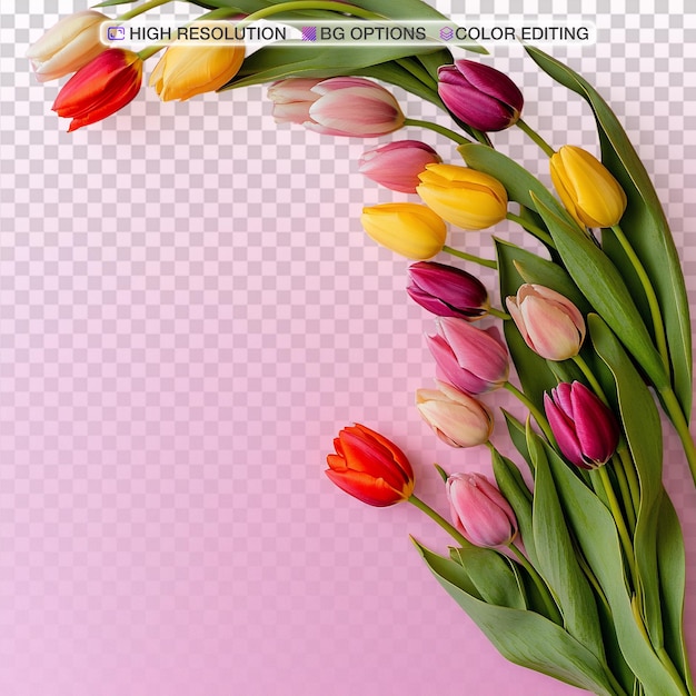Tulipas vibrantes curvadas elegantemente em fundo rosa suave com espaço de texto