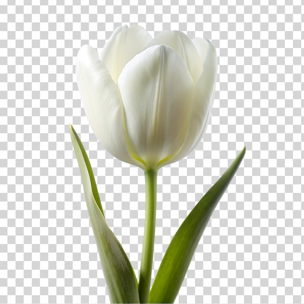 PSD une tulipe blanche sur un fond transparent