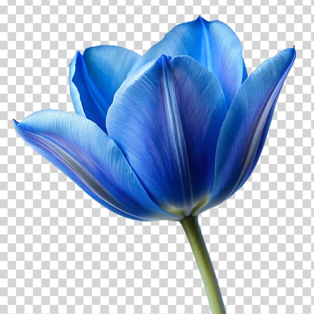 PSD tulipe bleue sur un fond transparent