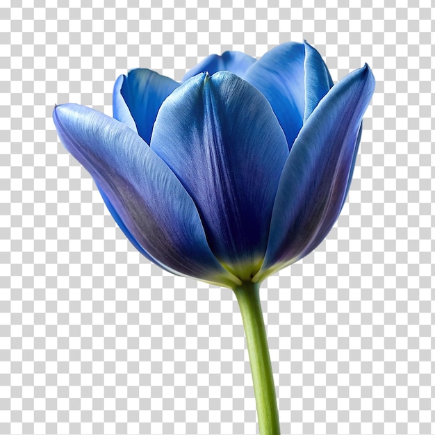 PSD tulipe bleue sur un fond transparent