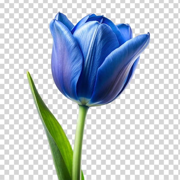 PSD tulipe bleue sur un fond transparent