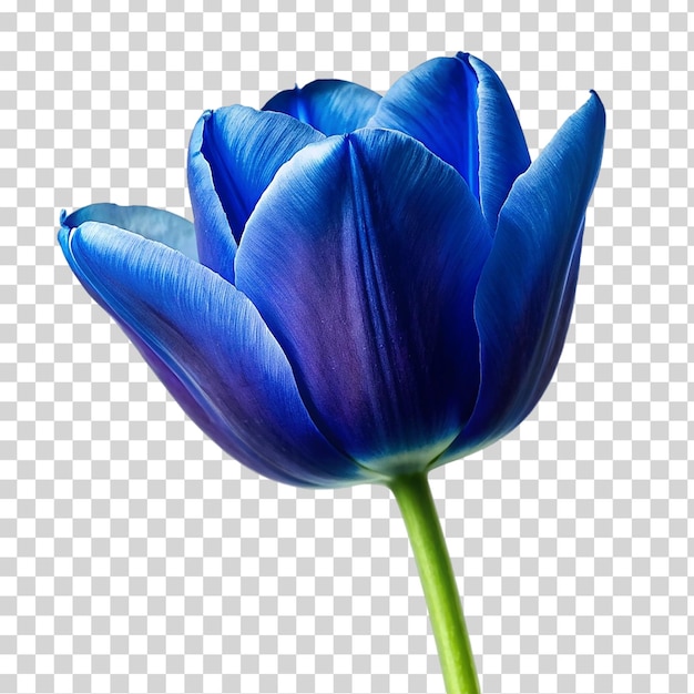 PSD tulipe bleue sur un fond transparent