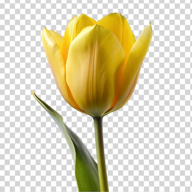 PSD une tulipe jaune isolée sur un fond transparent