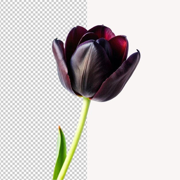 Une Tulipe Noire Sur Un Fond Transparent