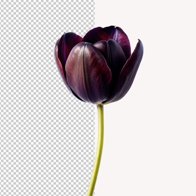 Une Tulipe Noire Sur Un Fond Transparent