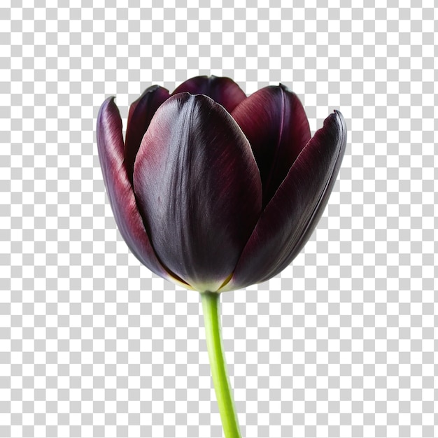 PSD tulipe noire sur un fond transparent