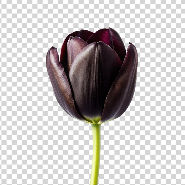 PSD tulipe noire isolée sur un fond transparent