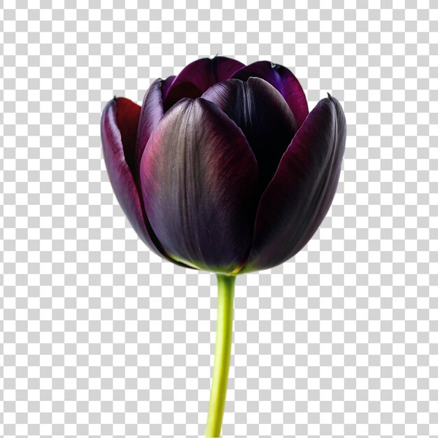 PSD tulipe noire isolée sur un fond transparent