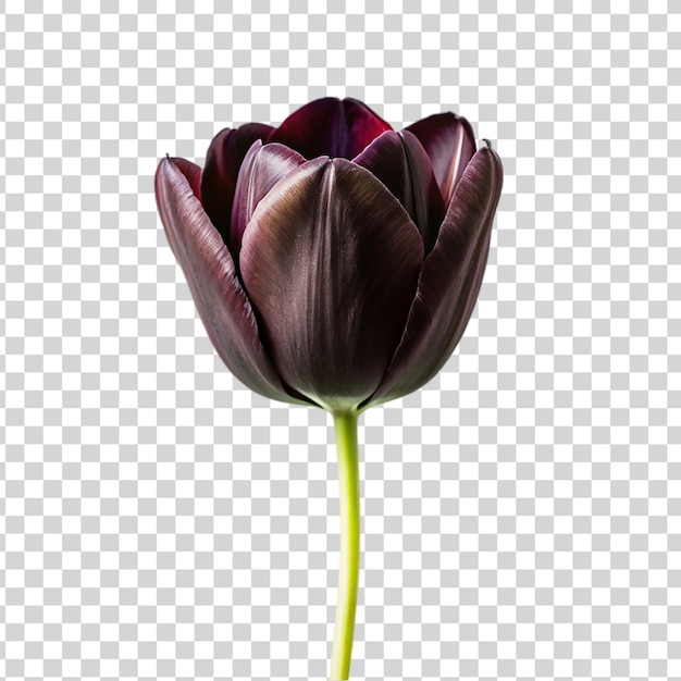 PSD tulipe noire isolée sur un fond transparent